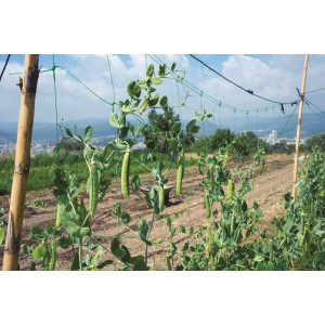 Piante di piselli verdi sostenute da una rete verde e bastoncini di bambù in giardino.