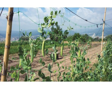 rete rampicanti piante orto 2x10mt bianca