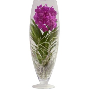Orchidea Vanda a fiore grande in vaso di vetro, colori misti. Pianta decorativa da interno.