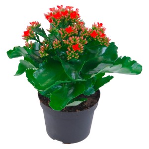 Calancola (Kalanchoe blossfeldiana) con fiori rossi in vaso.