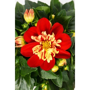 Dalia Traumgarten Goldalia Scarlet in vaso, fiore rosso-giallo e foglie verdi.