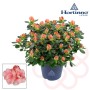 Azalea in bocciolo in vaso, boccioli di fiori arancioni e foglie verdi.