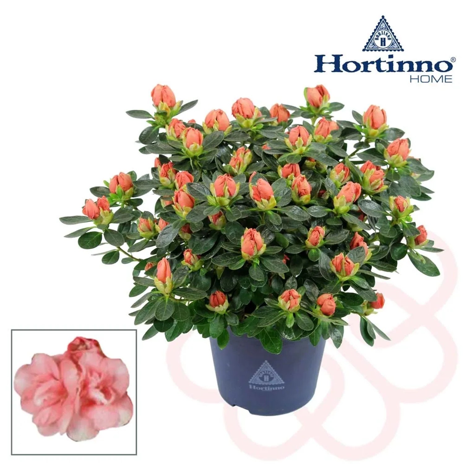 Azalea in bocciolo in vaso, boccioli di fiori arancioni e foglie verdi.