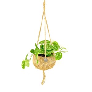 Scindapsus Mix In Vaso Kokodama P15 cm