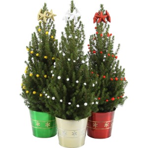 Tre conifere t.b.t. decorate in vasi colorati con stelle.