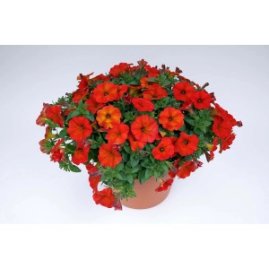 Fiori primaverili rosso vivo (t.b.t.) in vaso di terracotta.