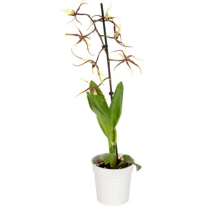 Orchidea Ragno (Brassia) in vaso, pianta esotica da interno con fiori giallo-marroni.