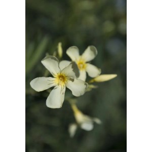 Primo piano di fiori bianchi dell'arbusto t.b.t.