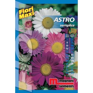 Confezione di semi di fiori con astri in bianco, rosa, viola e violetto. Semi per fiori.