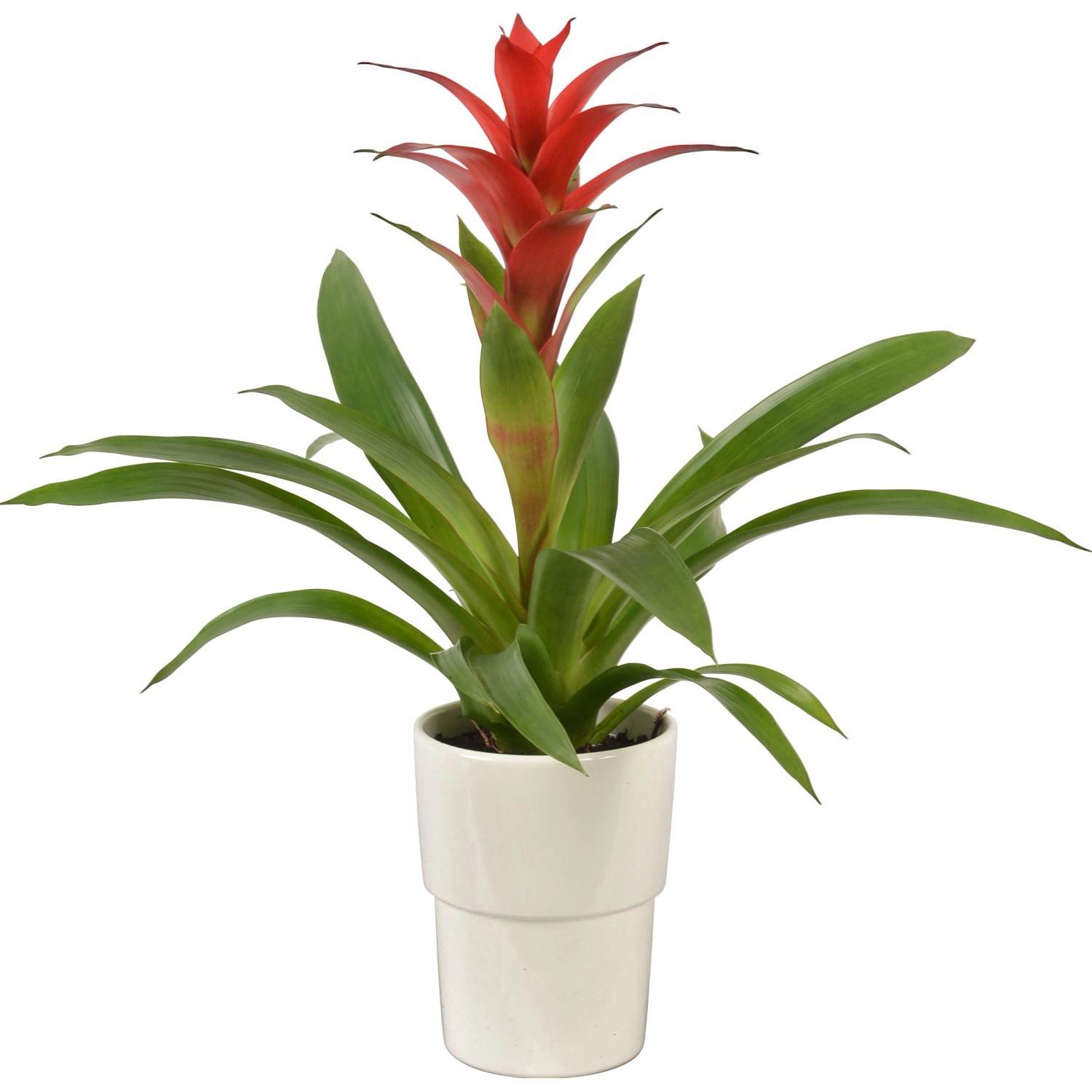 Mix di bromelie in vaso di ceramica, ca. 13 cm Ø, con fiore rosso e foglie verdi.