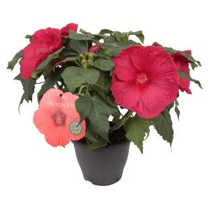 Ibisco (Hibiscus moscheutos) con fiori rossi in vaso, altezza circa 60 cm.