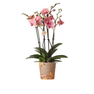 Orchidea rosa in vaso con fiori e boccioli.