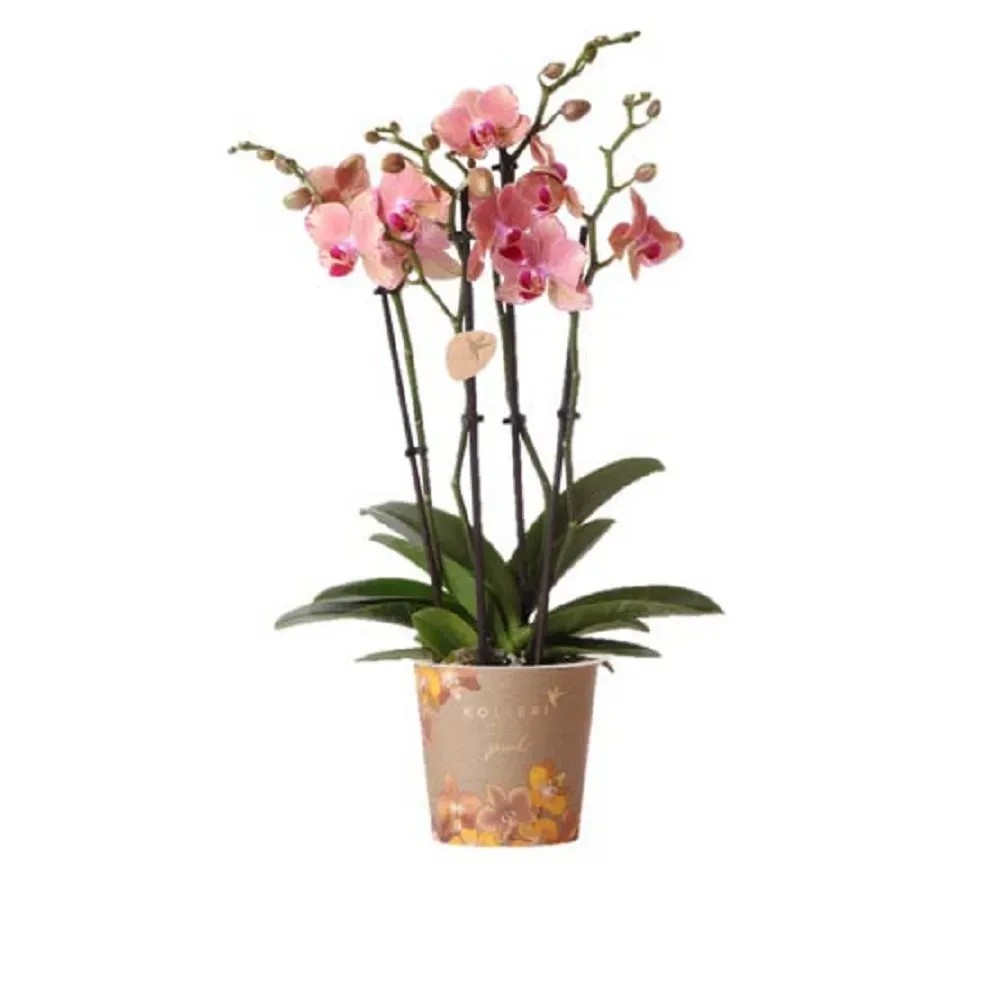 1 PIANTA DI ORCHIDEA PHALAENOPSIS COLORE ASSORTITO VASO 12CM 2 RAMI - Foto 8