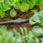 Connettore Gardena 4,6 mm in uso per l'irrigazione del giardino, sistema micro-goccia.