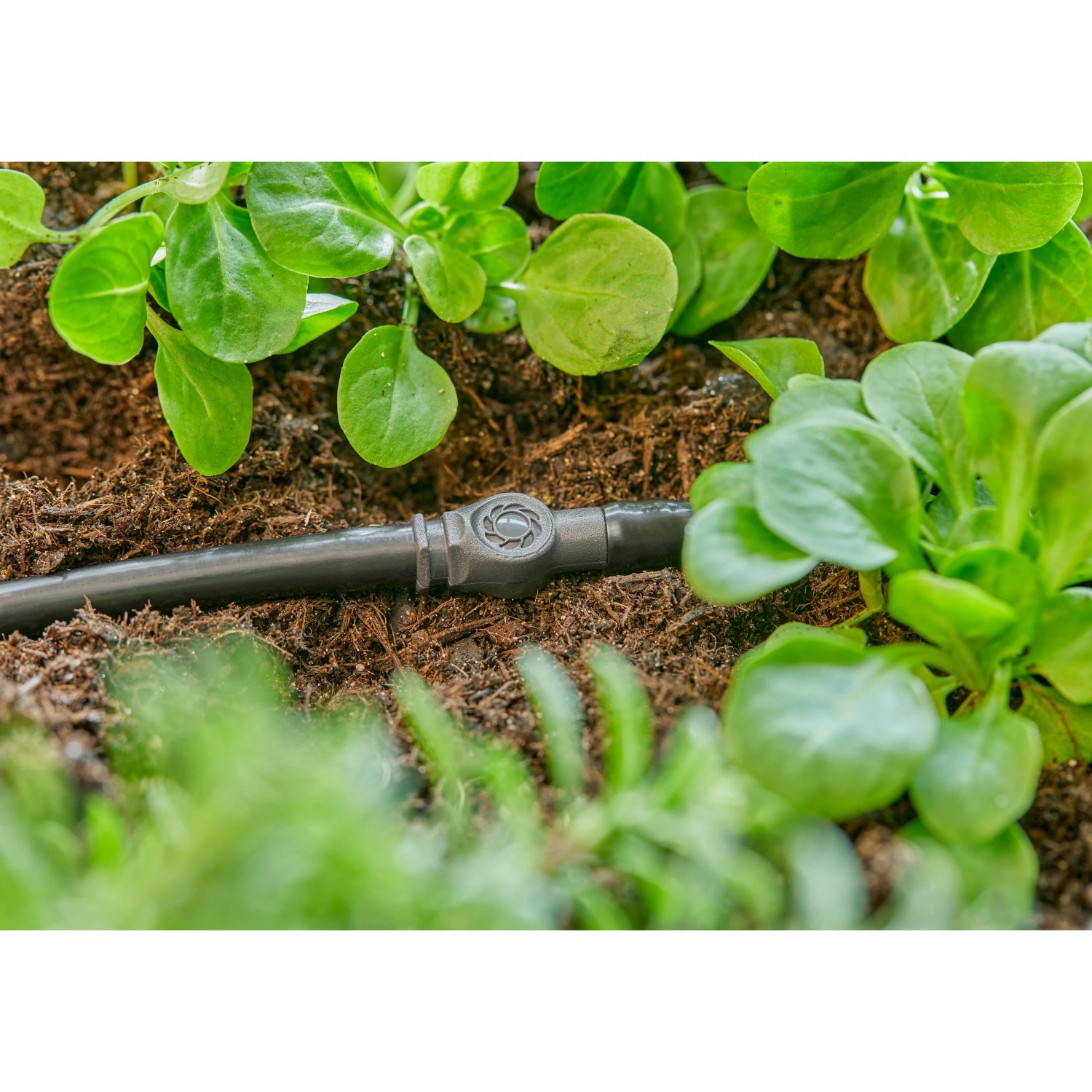 Connettore Gardena 4,6 mm in uso per l'irrigazione del giardino, sistema micro-goccia.