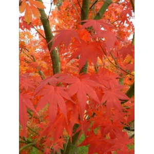 Acero acero rosso brillante con foglie delicate in dettaglio.