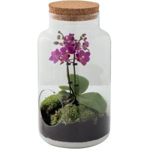 t.b.t. Composizione di piante in vetro con coperchio in sughero e orchidea viola.