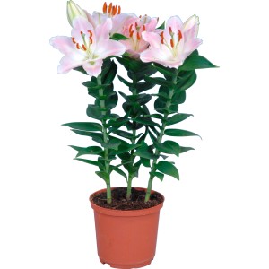 Lilie Rascal in vaso, delicati fiori rosa e foglie verdi. Pianta fiorita per interni ed esterni.