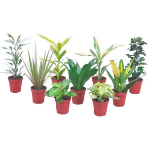 Mix di mini piante verdi con varie piante da interno in vasi rossi.