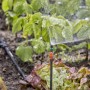 Tubo di prolunga Gardena da 20 cm in uso per l'irrigazione nel sistema Micro-Drip.