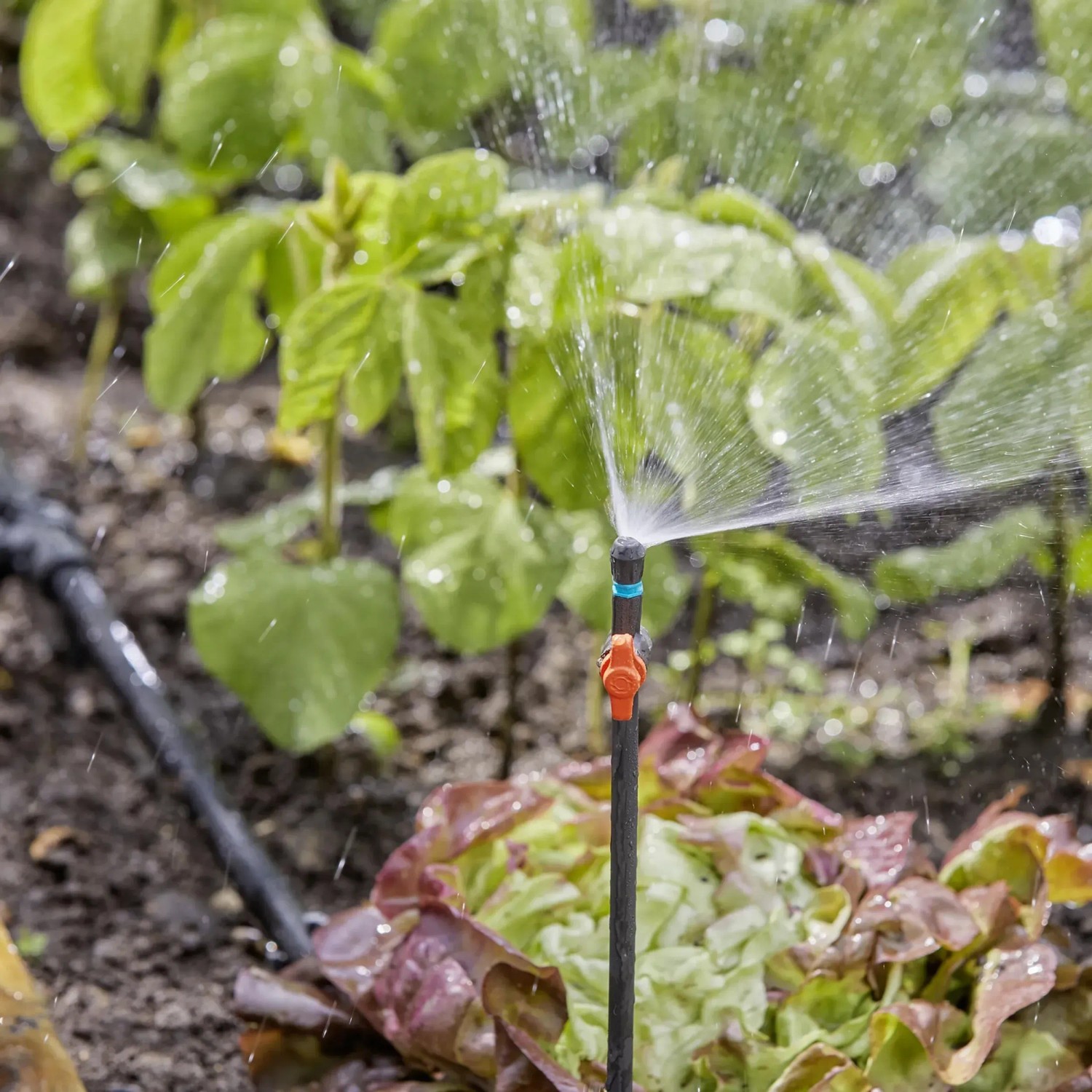 Tubo di prolunga Gardena da 20 cm in uso per l'irrigazione nel sistema Micro-Drip.