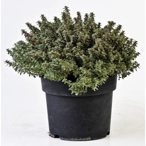 Timo in vaso, pianta aromatica per cucina e giardino.