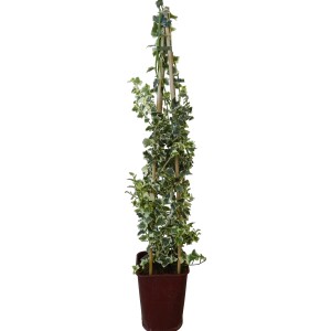Edera comune (edera) in vaso con supporto per rampicanti. Foglie verdi e bianche.