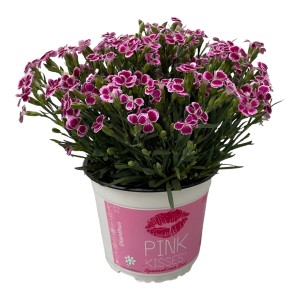 Garofano dei poeti Pink Kisses® in vaso, fiori rosa-viola. Pianta da giardino e balcone resistente.