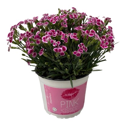 Garofano Dianthus Pink Kisses