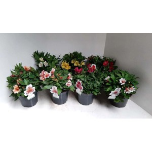 Piante perenni t.b.t. di vari colori in vaso. Piante fiorite e perenni per il giardino.