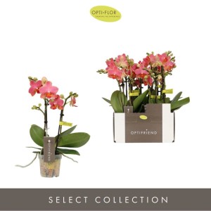 Phalenopsis Arancione Vaso 7 cm