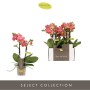 Phalenopsis Arancione Vaso 7 cm