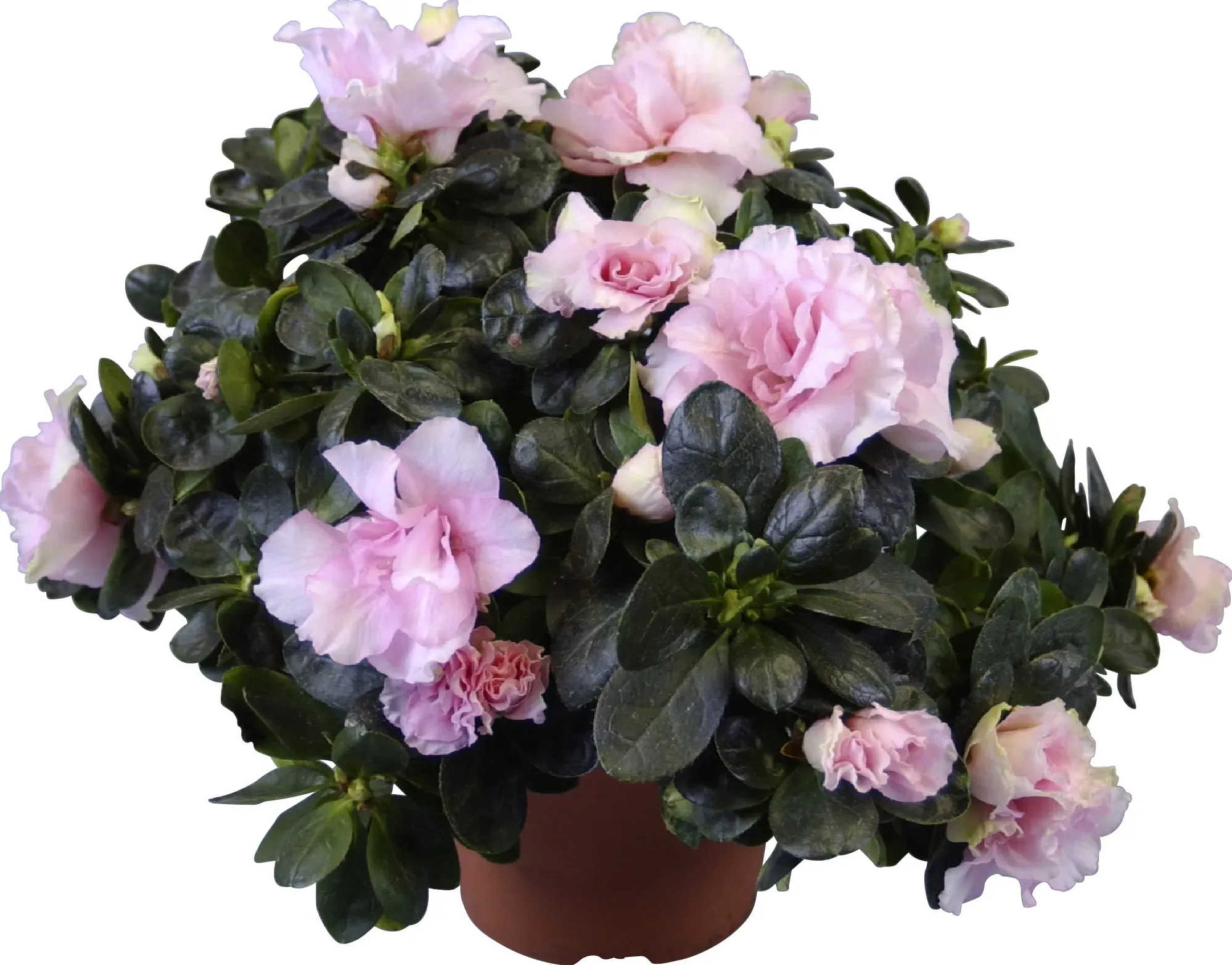 Rododendro In Vaso - Mix Di 3 Piante, Altezza 25-40 Cm, Vaso 9 Cm, Sempreverde - Foto 14