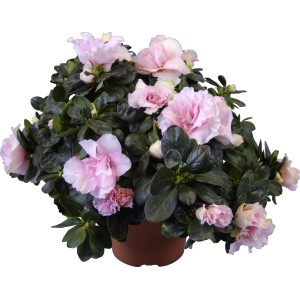 Azalea da interno mix in vaso, fiori rosa e foglie verdi. Pianta decorativa.