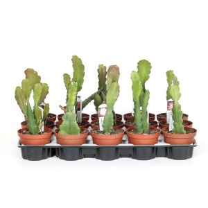 Molti piccoli cactus t.b.t. verdi in vasi marroni su un vassoio nero.