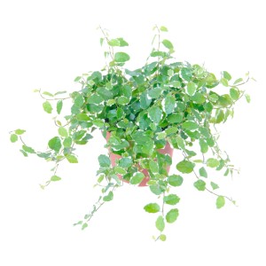 Fico rampicante 'Sunny' in vaso, pianta rampicante verde con foglie bordate di bianco.