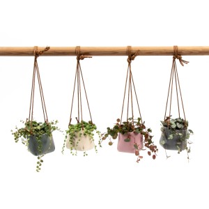 Cesto sospeso in ceramica con piante a foglia in vari colori, vaso Ø ca. 6 cm.