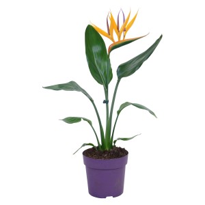 GROW by OBI Fiore Uccello del Paradiso in vaso, Strelitzia Reginae con fiore arancione.