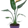 GROW by OBI Fiore Uccello del Paradiso in vaso, Strelitzia Reginae con fiore arancione.