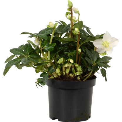 Rosa di Natale in vaso H30 x vaso Ø 17 cm