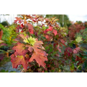 Arbusto a foglie rosse con boccioli verdi. Colorazione autunnale decorativa.