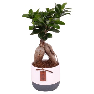 Bonsai in vaso con foglie verdi e radice distintiva.