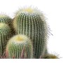Cactus mix ciotola Ø 25 cm_4