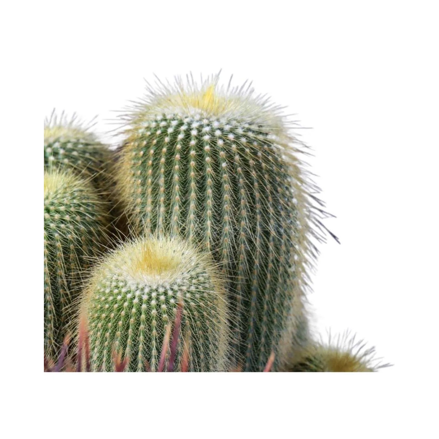 Cactus mix ciotola Ø 25 cm_4