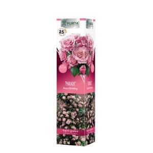 Confezione di rosa rampicante 'Parade' YURTA con fiori rosa.