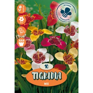 Bulbi di fiori misti Tigridia con fiori rossi, gialli e bianchi.