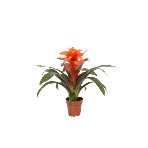 Bromelia arancione come pianta da appartamento fiorita in vaso.