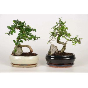 Due bonsai t.b.t. in vasi di ceramica bianchi e neri con decoro in pietra.