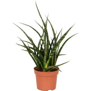 Sanseveria Cylindrica in vaso, una succulenta robusta e di facile manutenzione di GROW by OBI.