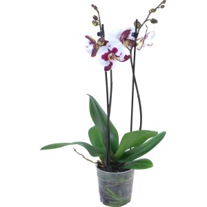 Orchidea farfalla Polka Dots, macchie viola e bianche, in vaso da 12 cm.